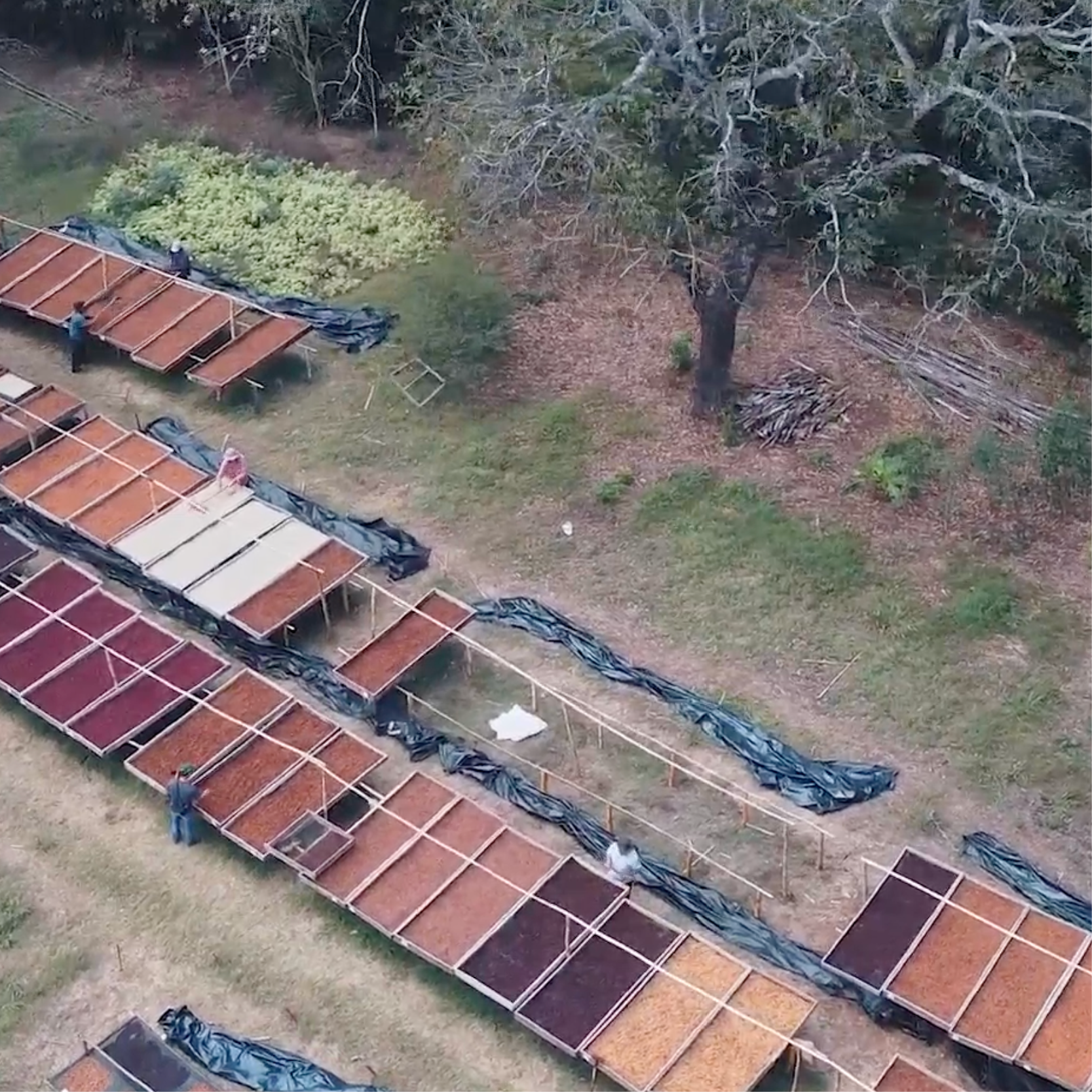 Tierra Bendita Pacamara
