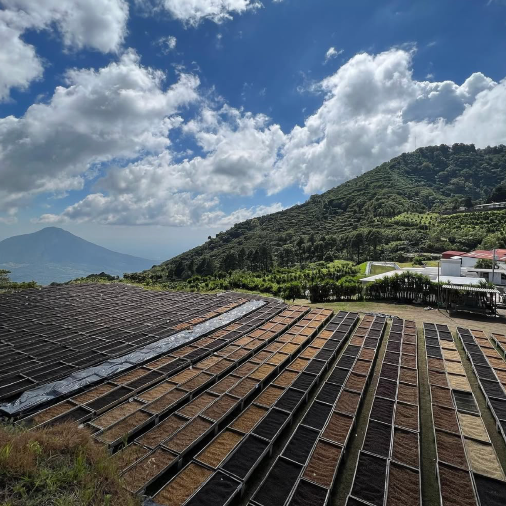 El Salvador Collection